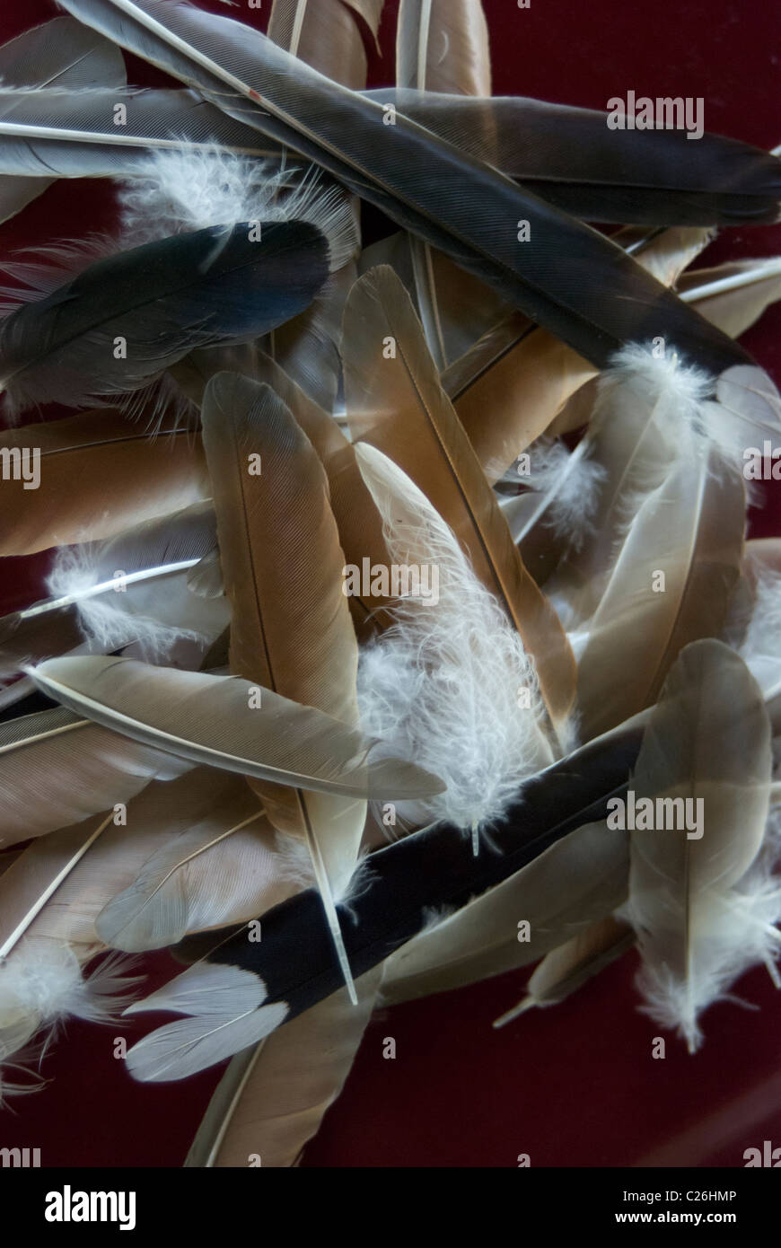 Bird feathers pile hires stock photography and images Alamy