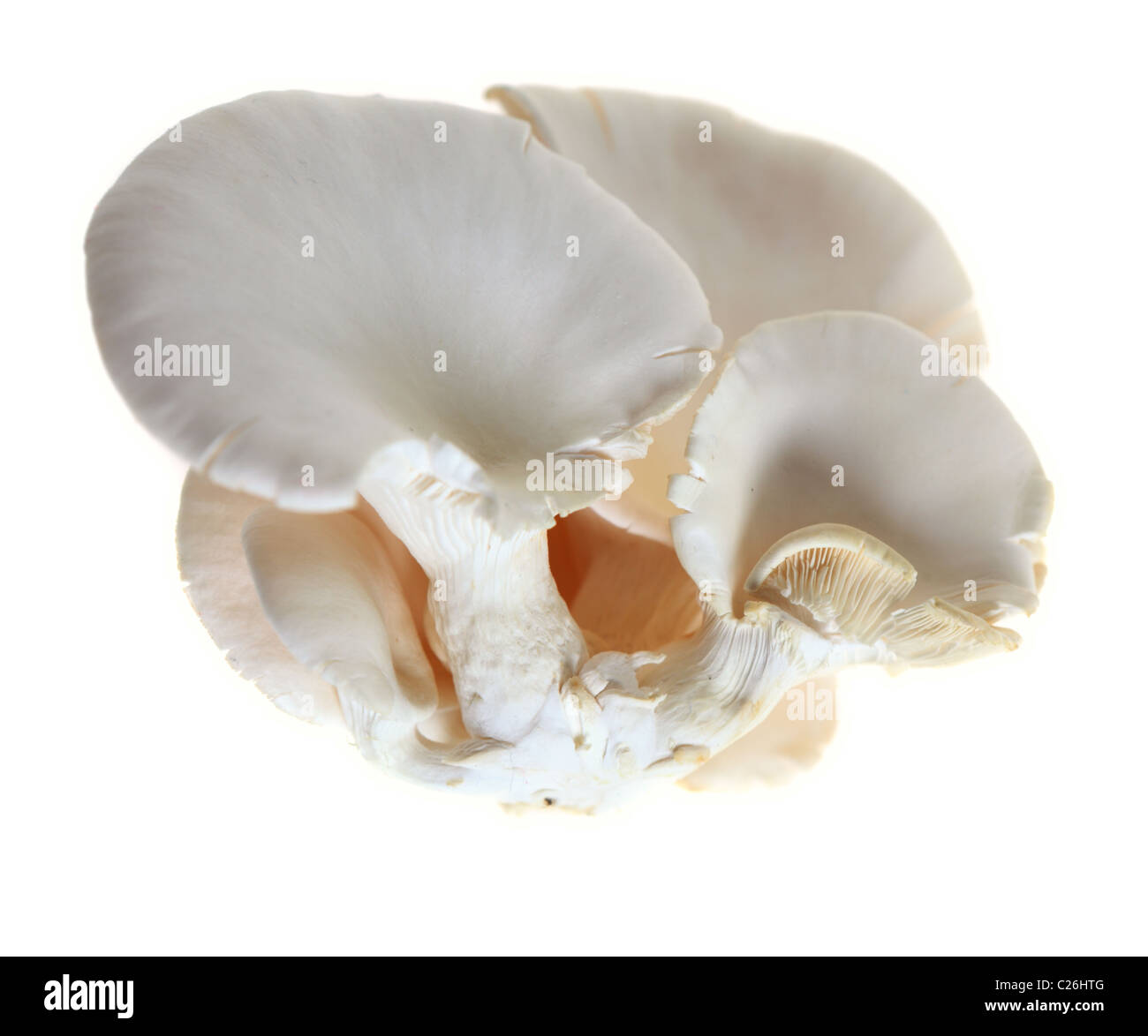 The edible oyster mushroom, Pleurotus ostreatus, that is used in