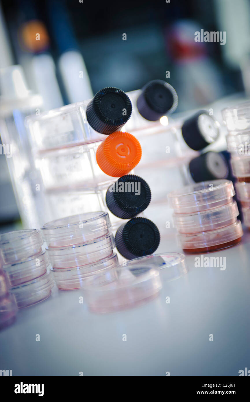 cell culture flasks and petri dishes in science lab laboratory