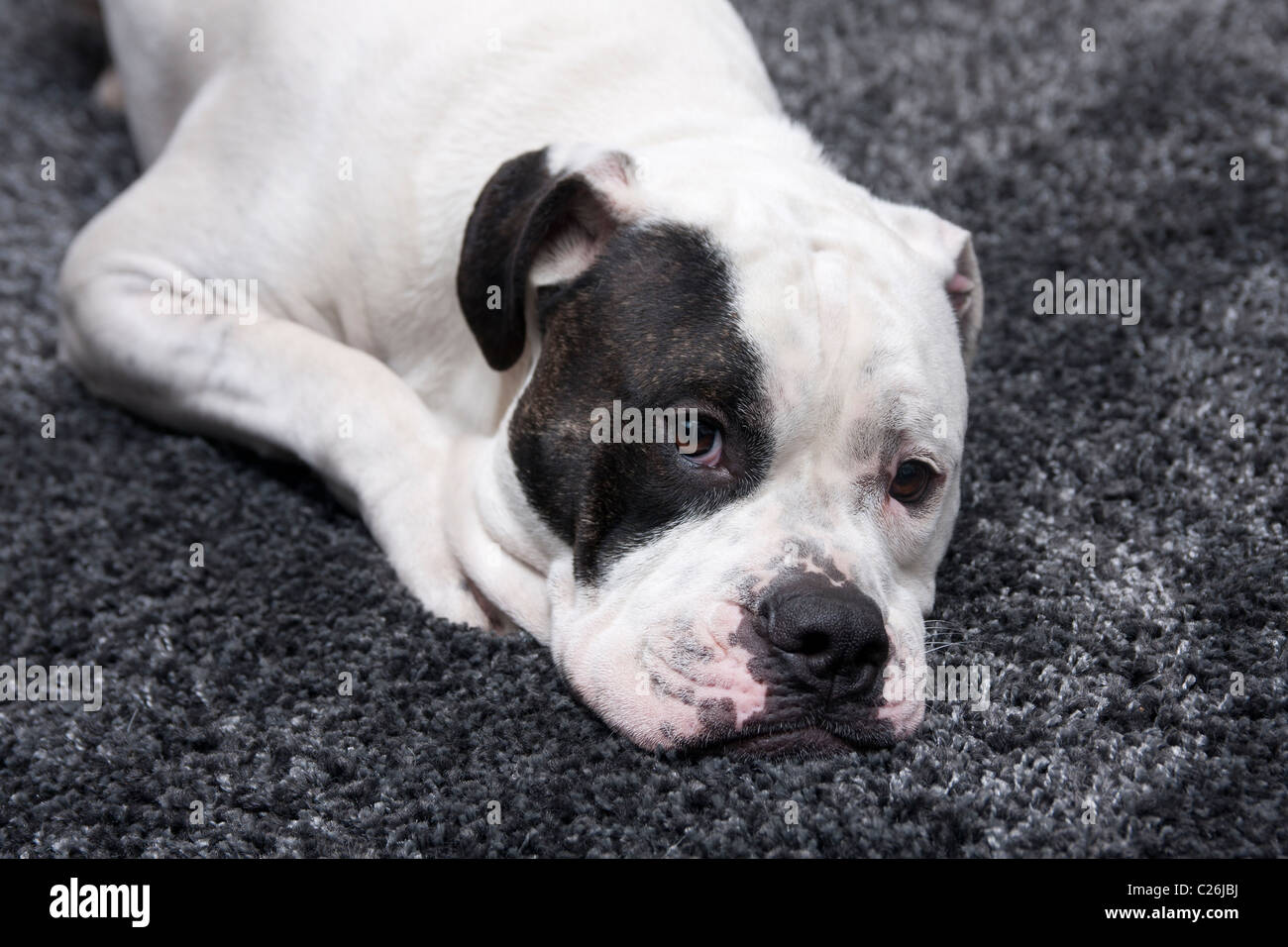old tyme bulldog old tyme bulldog