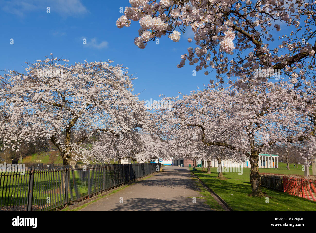 Cherry blossom on trees in Nottingham University park campus Nottingham