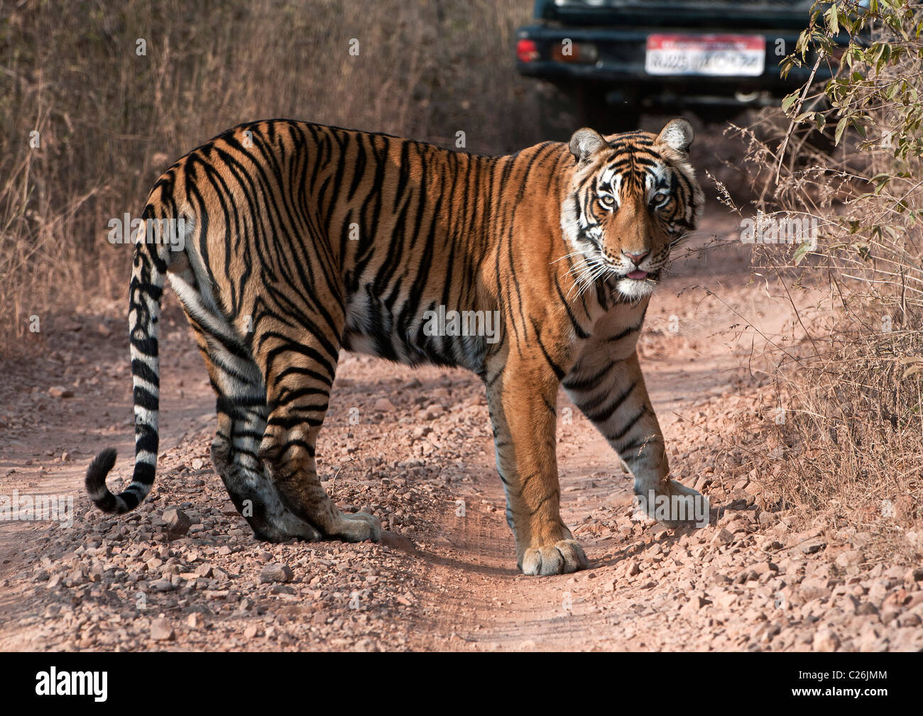 A Male Tiger, Ranthambore NP, India Stock Photo