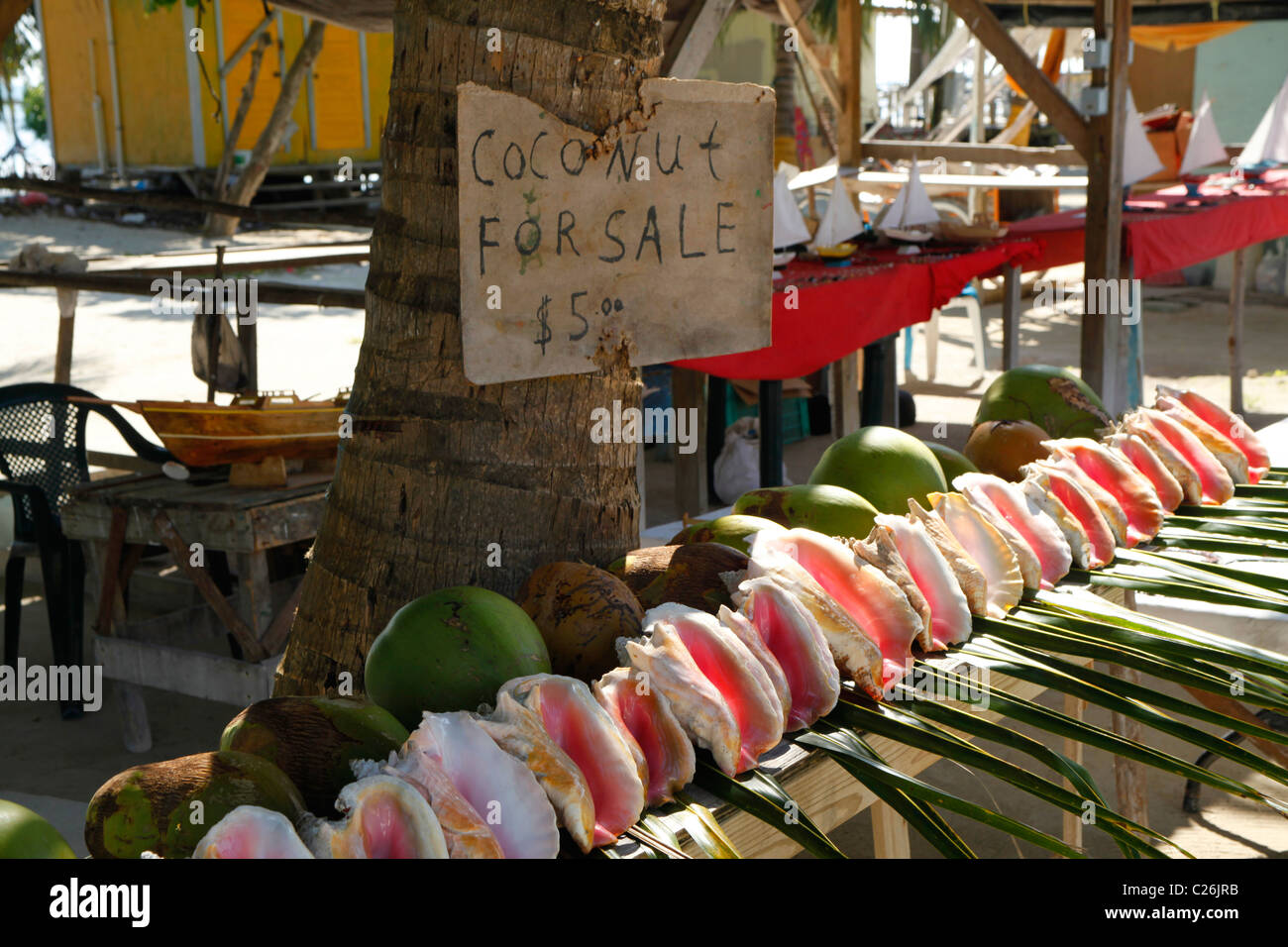 Cocoanuts and shells for sale on the beach on Caye Caulker island Belize Stock Photo