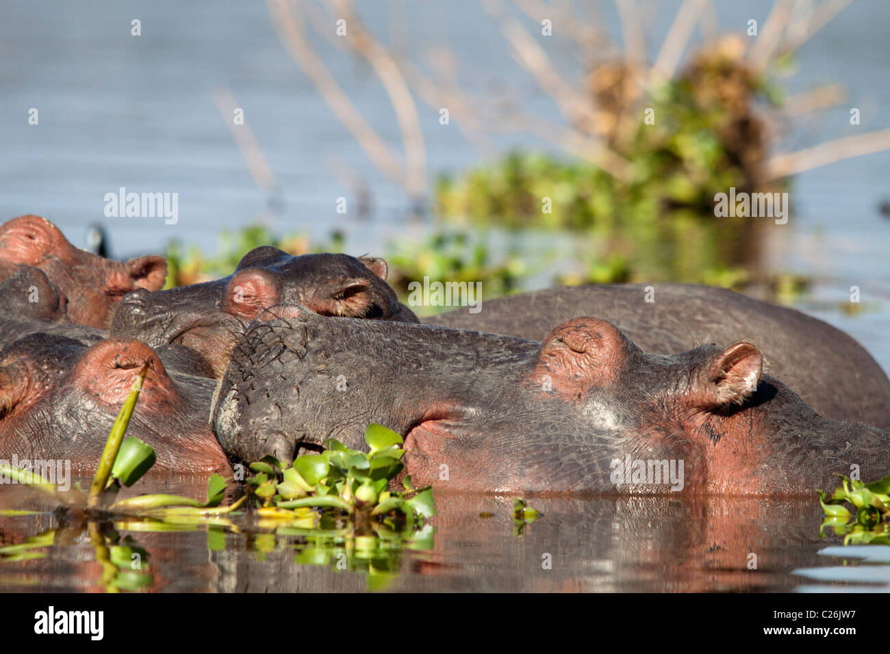 Hippopotamus (Hippopotamus amphibius) Lake Naivasha, Kenya, Africa Stock Photo