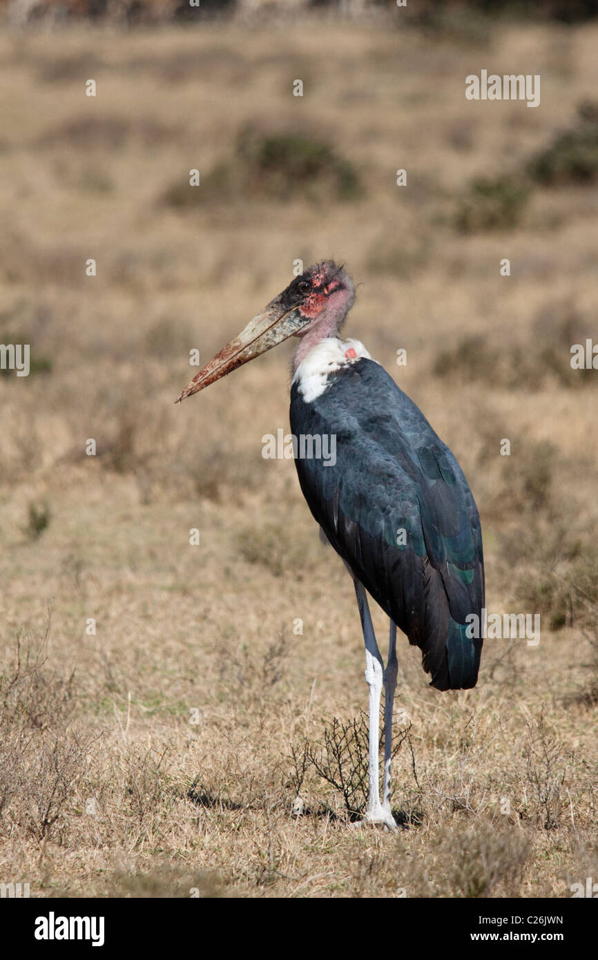 Marabou Stork (Leptoptilos crumeniferus) Kenya, Africa Stock Photo