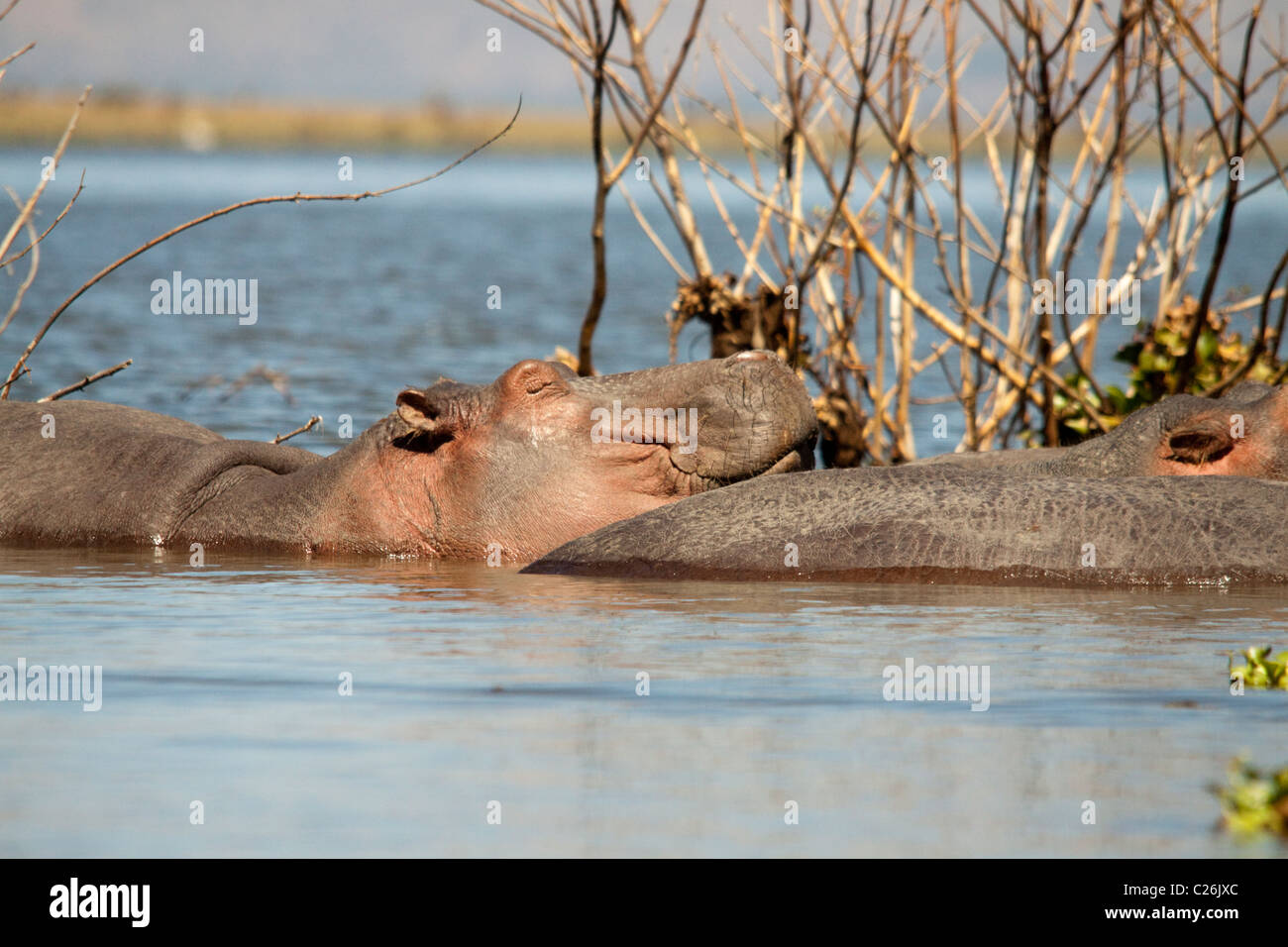 Hippopotamus (Hippopotamus amphibius) Lake Naivasha, Kenya, Africa Stock Photo