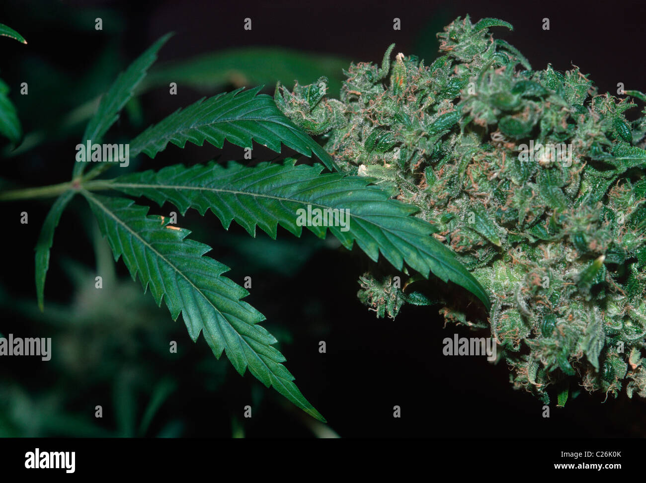 Marijuana Buds - Highest Quality World Marijuana Championships. Amsterdam- Holland. Stock Photo