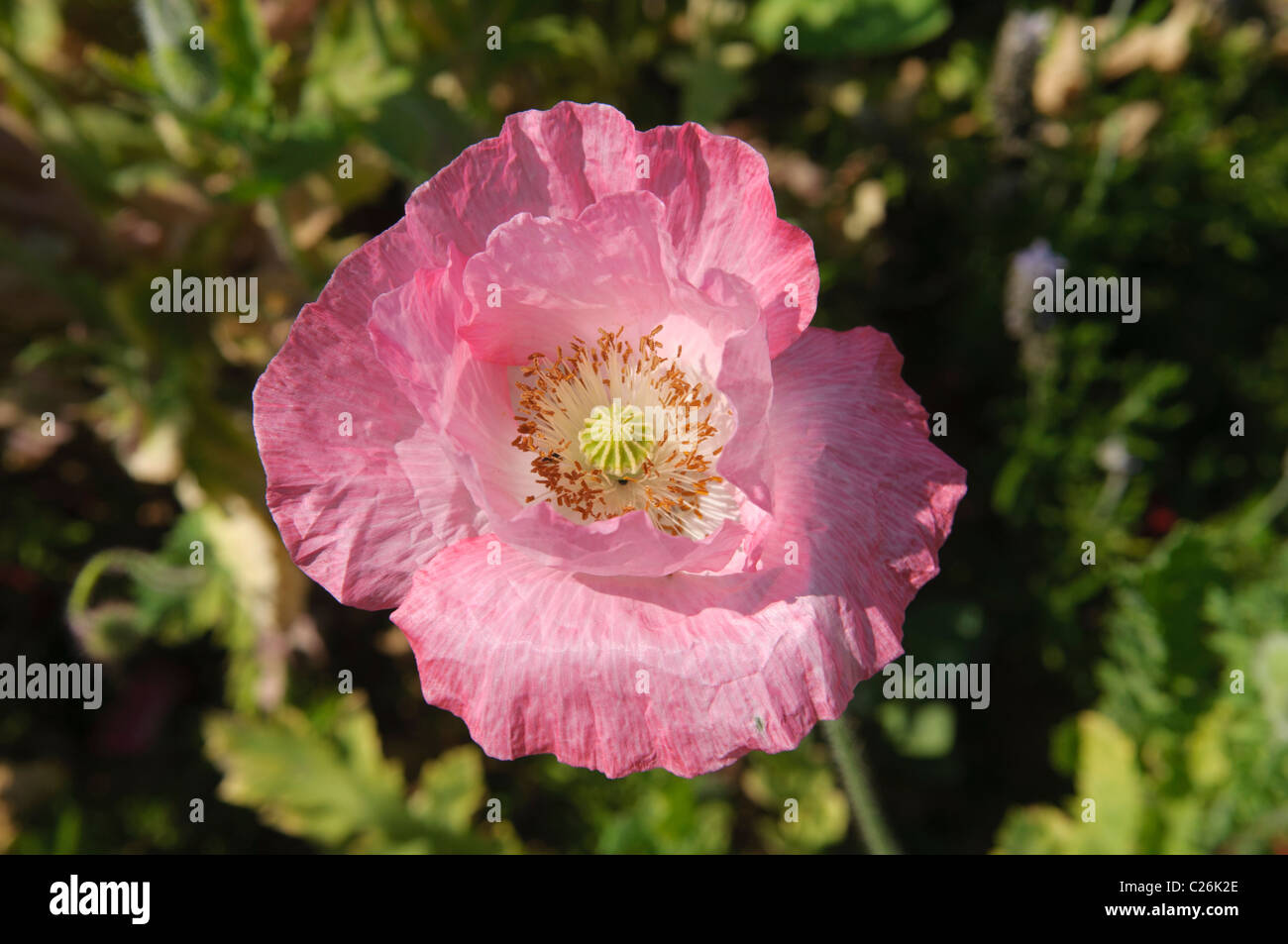 pink poppy (papaver) at the Royal Project in Doi Ang Khang, Thailand Stock Photo