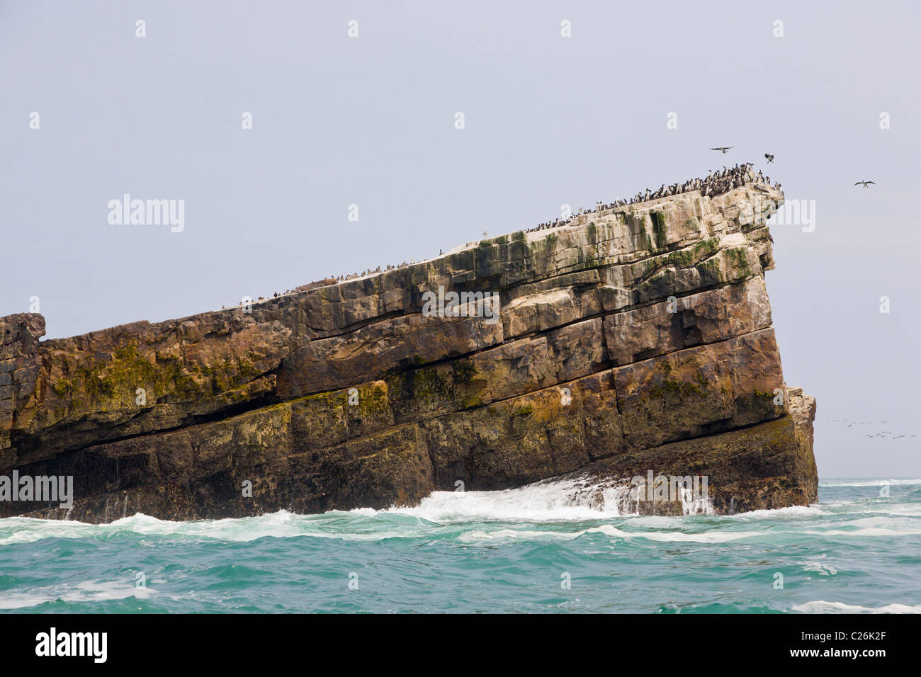 Sea Bird colony, Palomino Islands, Callao, Lima, Peru Stock Photo