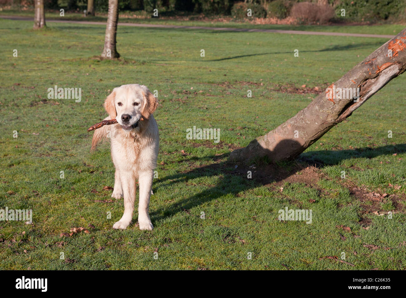 golden retriever puppy playing in park with stick Stock Photo - Alamy