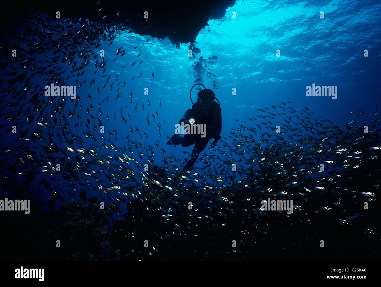 Diver at cave entrance & Glassy Sweepers. Red Sea - Egypt Stock Photo