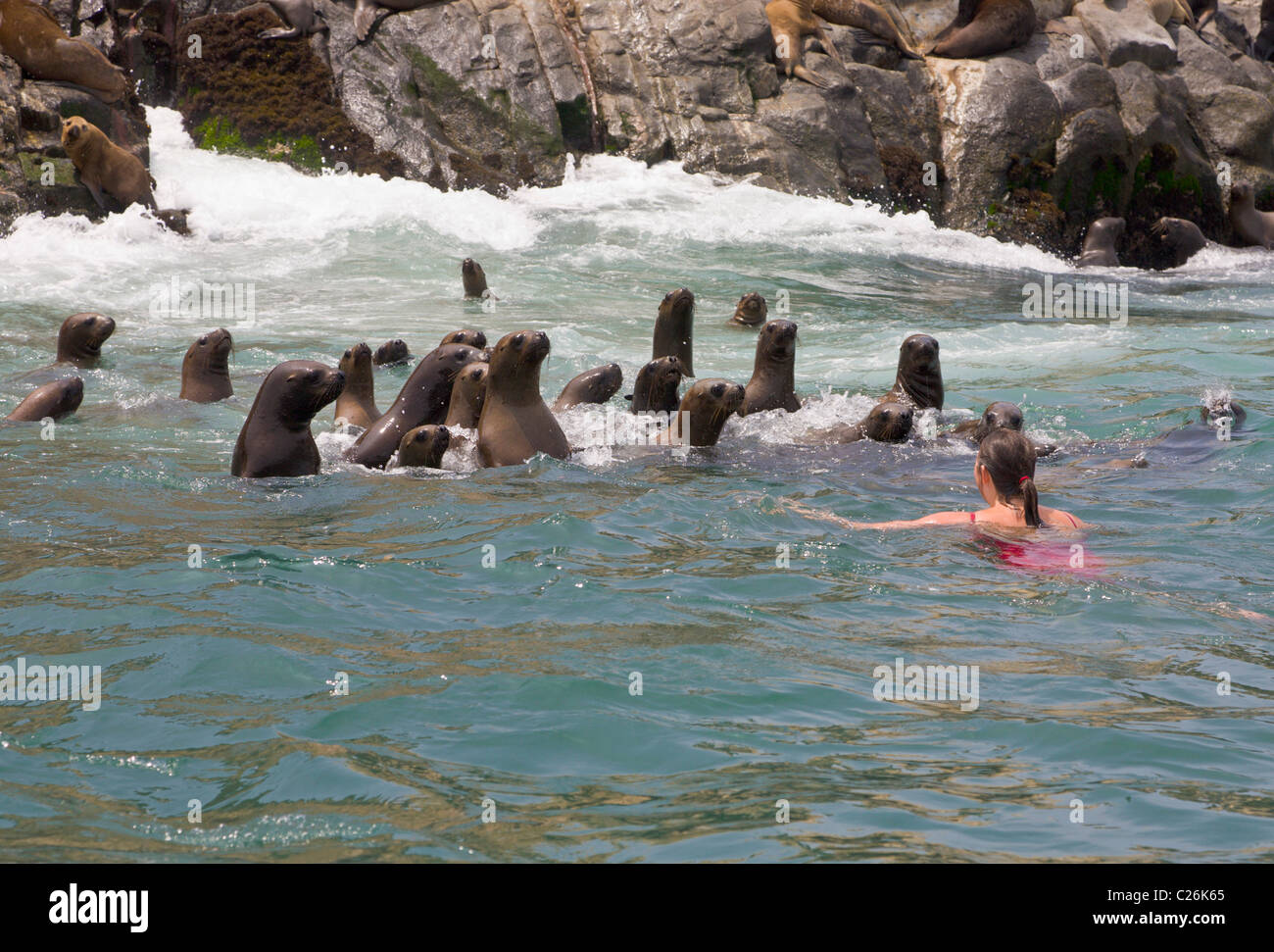 Tourist swimming with Sea Lions, Palomino Islands, Callao, Lima, Peru Stock Photo