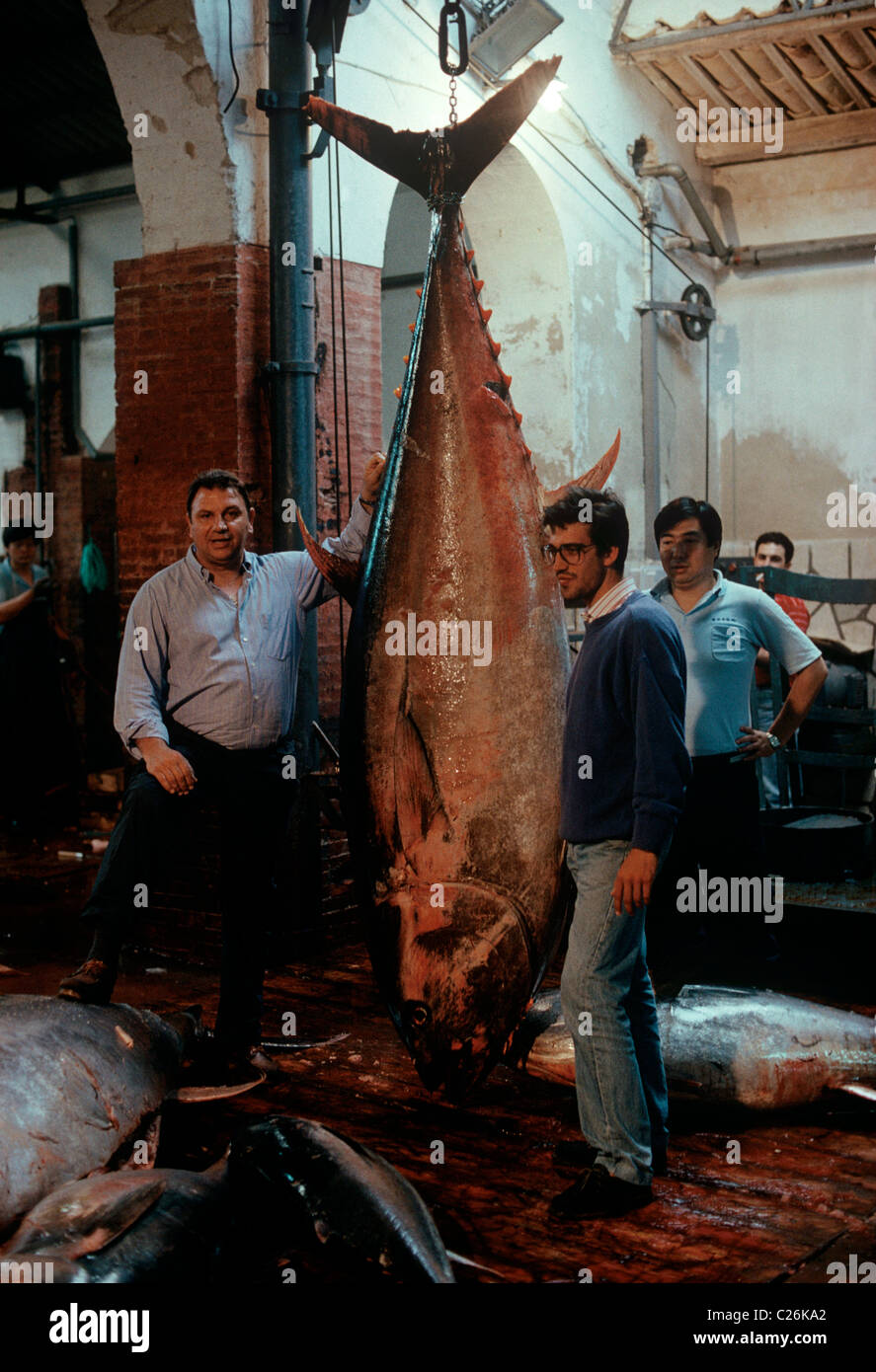 Tuna Processing Plant , Step by step understanding canning tuna ...