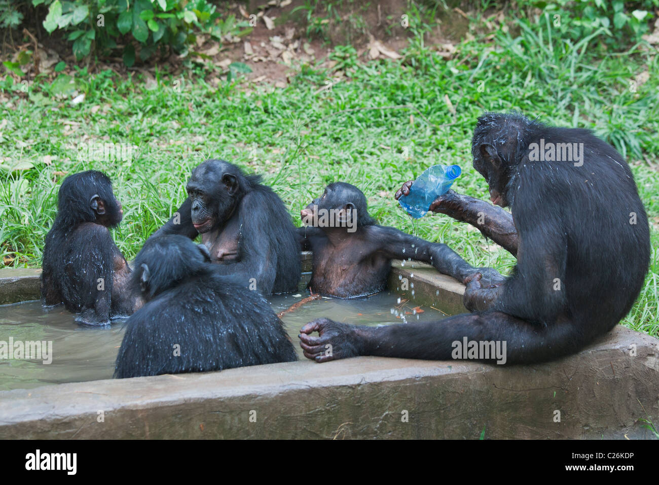 Family group of captive Bonobo chimpanzees frequently enter the water to cool off in the heat of the day. Stock Photo