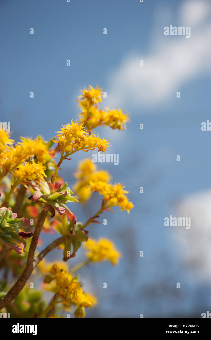 Close-up of Sedum Palmeri succulent plant with flowers, against a blue sky,  spring season. Stock Photo