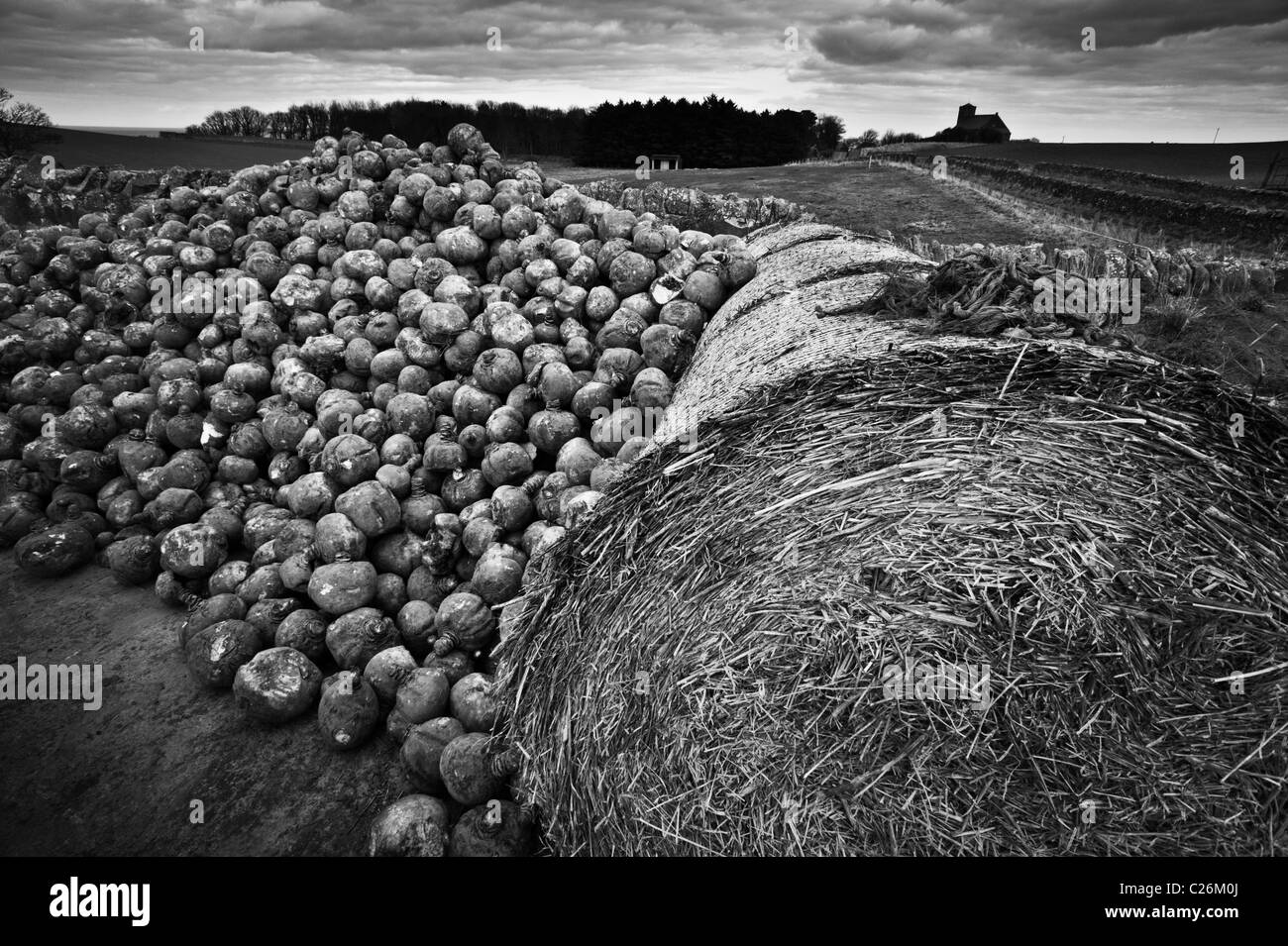 Winter feed for livestock on a farm at St Abbs, Scotland - monochrome wide-angle shot with church in distance Stock Photo