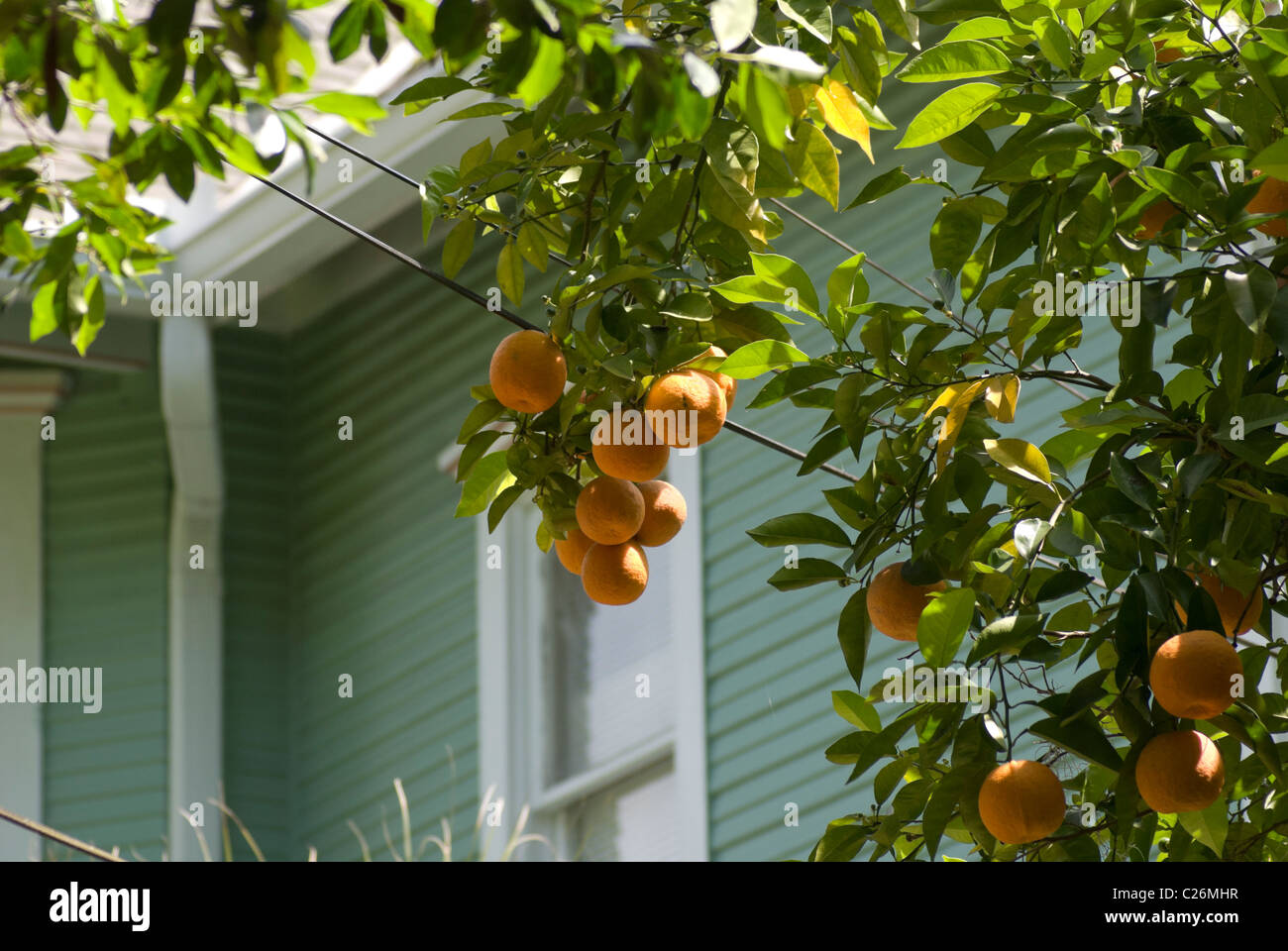 oranges hanging from an orange tree in Gainesville Florida Stock Photo