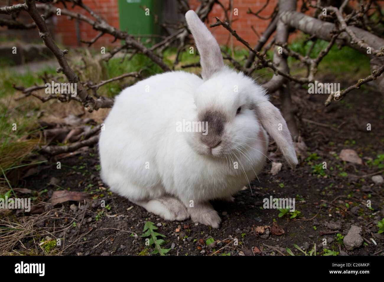 White Lop rabbit in garden with one ear up and one ear down. (Leporidae) (european rabbit) 117192_Rabbit Stock Photo