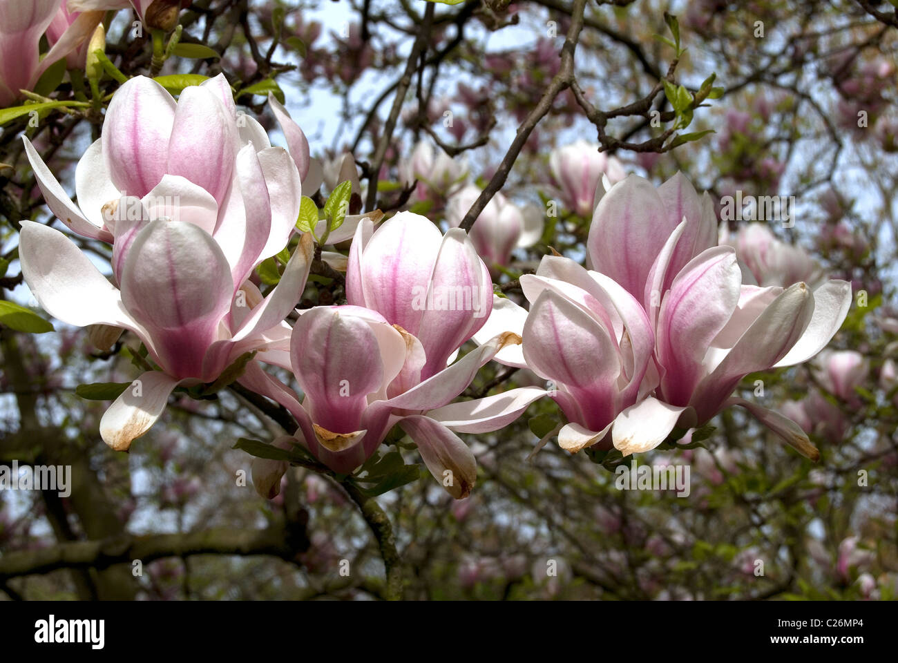 Magnolia spring bloom in UK park Stock Photo - Alamy