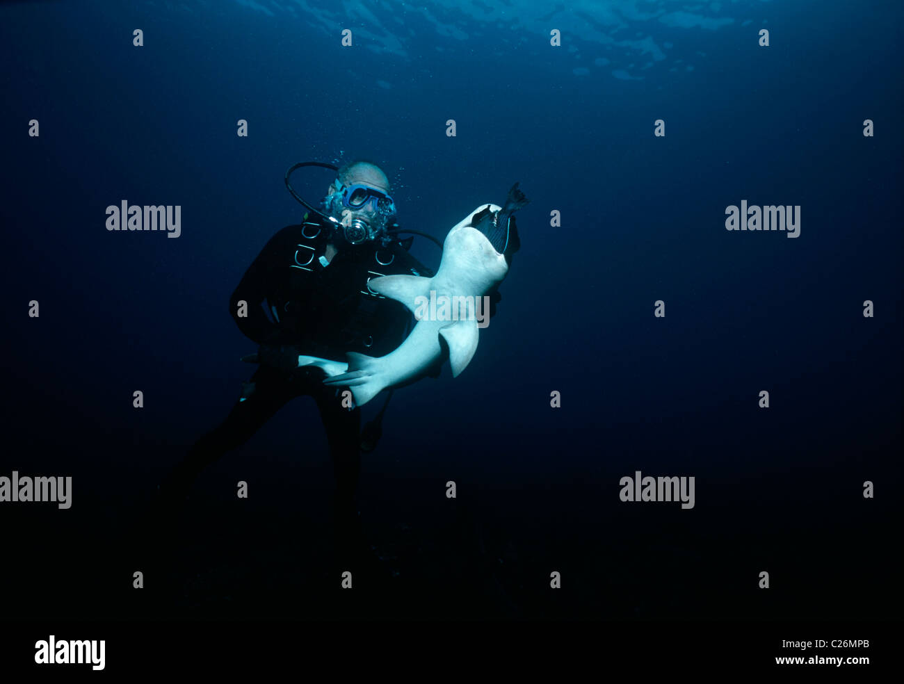 Whitetip Reef Shark (Triaenodon obesus) feeds on Surgeonfish. Cocos Island, Costa Rica, Pacific Ocean Stock Photo