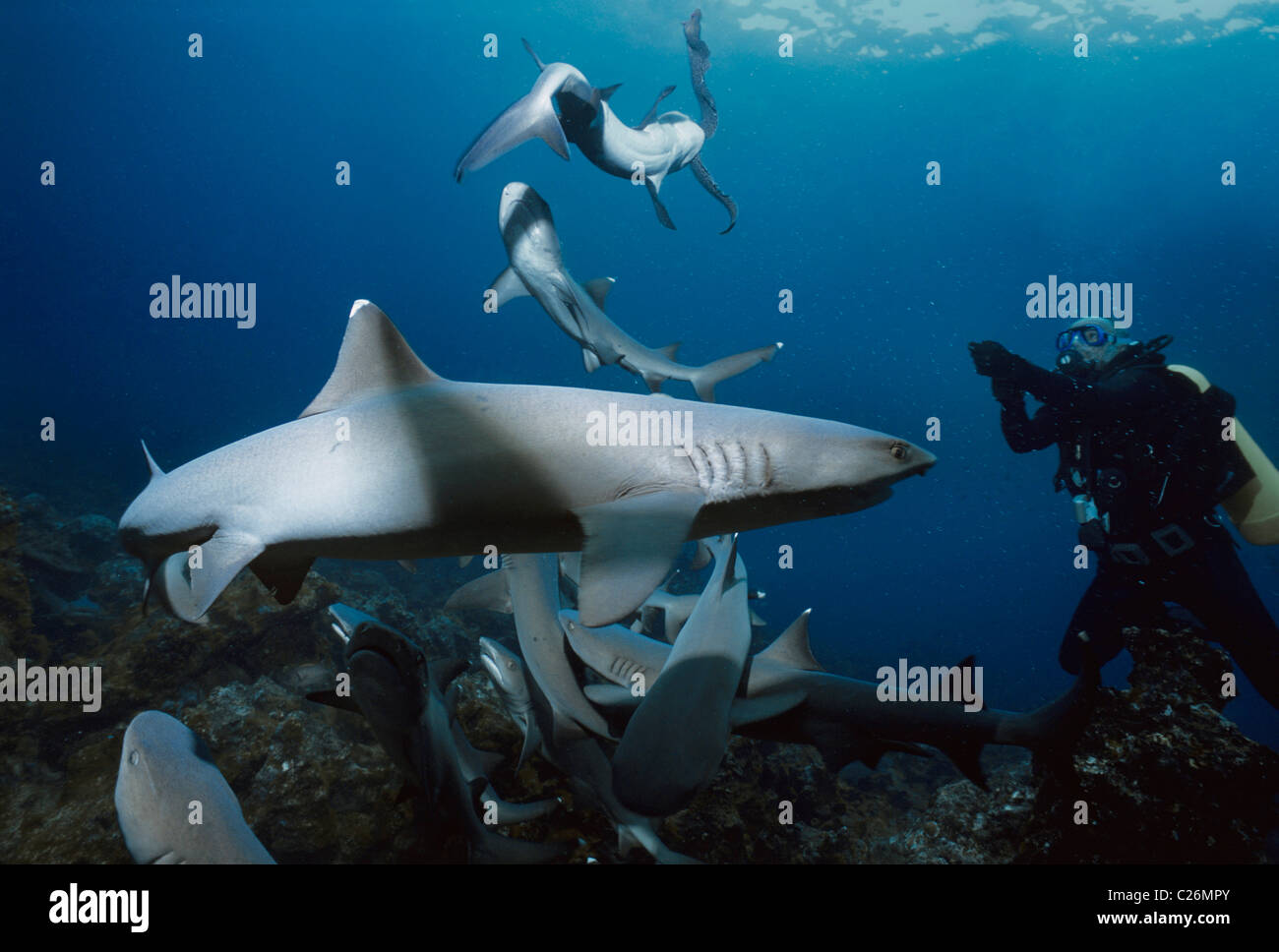 Diver feeding Whitetip Reef Shark Cocos Island, Costa Rica - Pacific Ocean Stock Photo