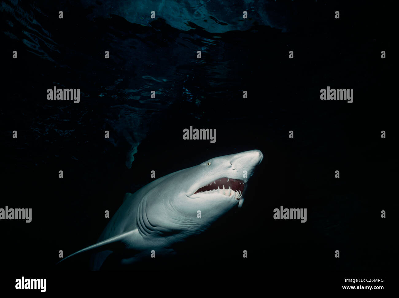 Sand Tiger Shark (Eugomphodus taurus). North Carolina, USA. Atlantic Ocean Stock Photo