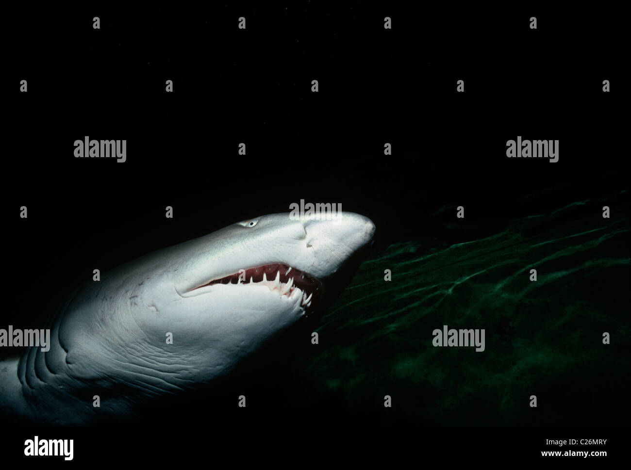 Sand Tiger Shark (Eugomphodus taurus). North Carolina, USA. Atlantic