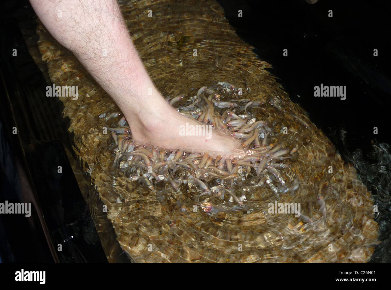 Mans foot in a fish pedicure at a health spa Stock Photo