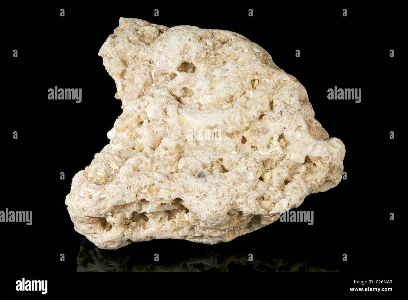 Coquina (Sedimentary rock), Florida Stock Photo