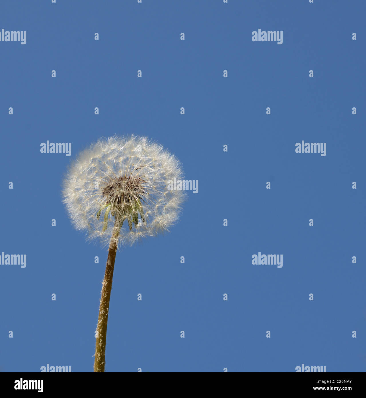 A dandelion isolated against the blue sky. Stock Photo