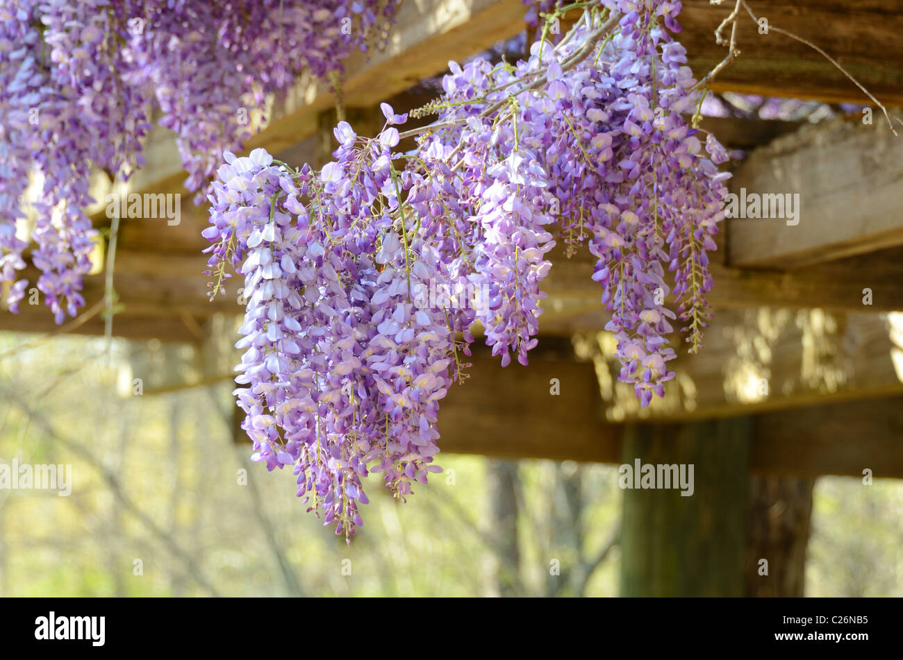 Vines of wisteria hanging off a wood pavilion Stock Photo