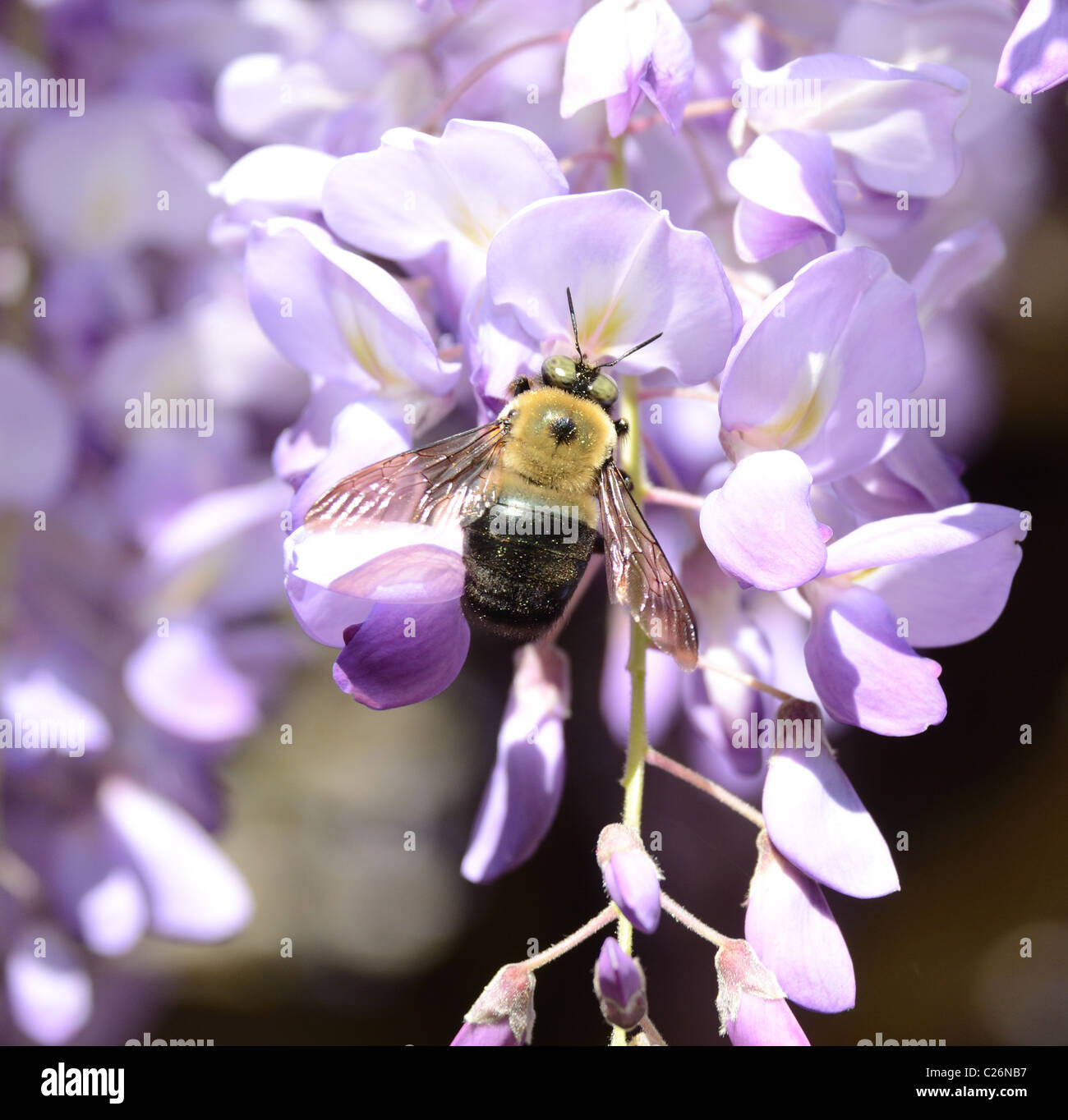 A carpenter bee collecting pollen from a Wisteria flower Stock Photo Alamy