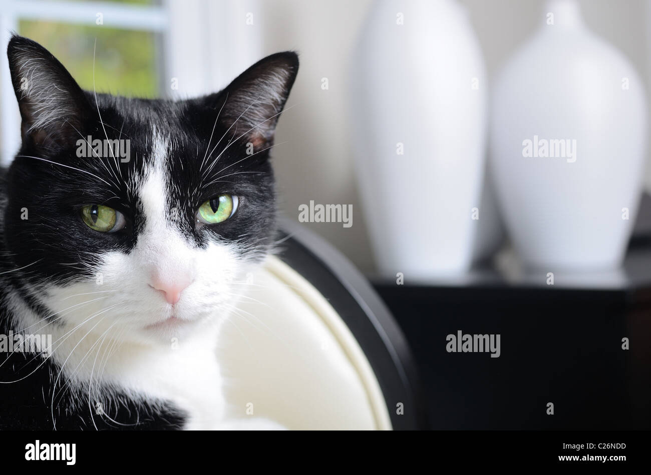 Close up of a house cat relaxing in a home interior. Stock Photo