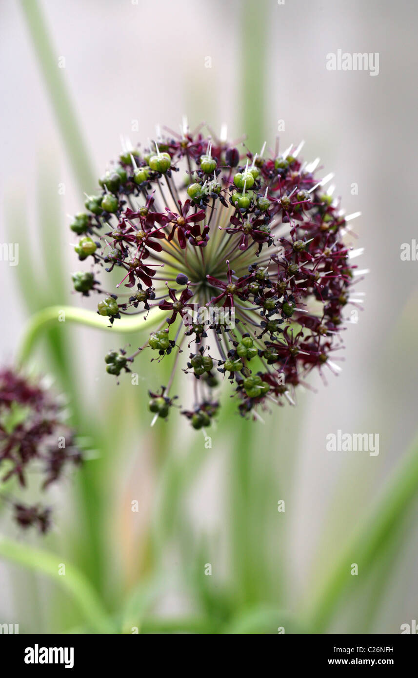 Himalayan Onion, Allium wallichii, Alliaceae, Himalayas. Stock Photo