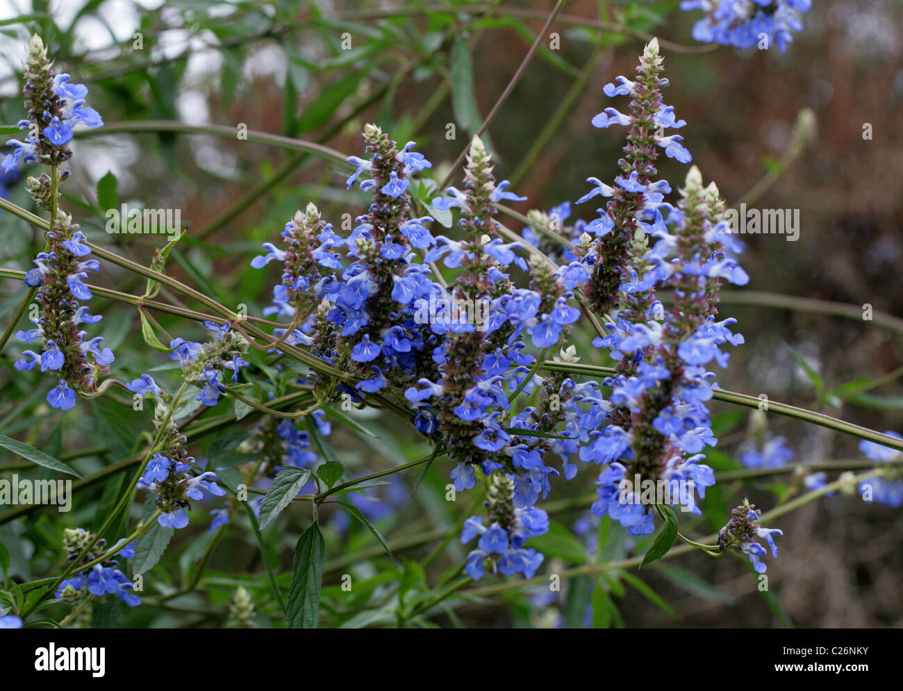 Bog Sage, Salvia uliginosa, Lamiaceae. Brazil, Uruguay and Argentina, South America. Stock Photo
