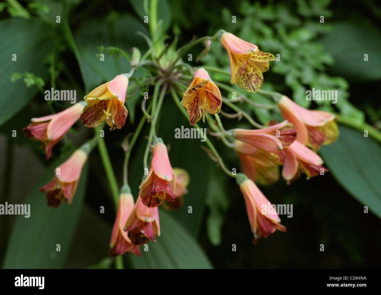 Bomarea carderi, Alstroemeriaceae, Columbia, South America. Stock Photo