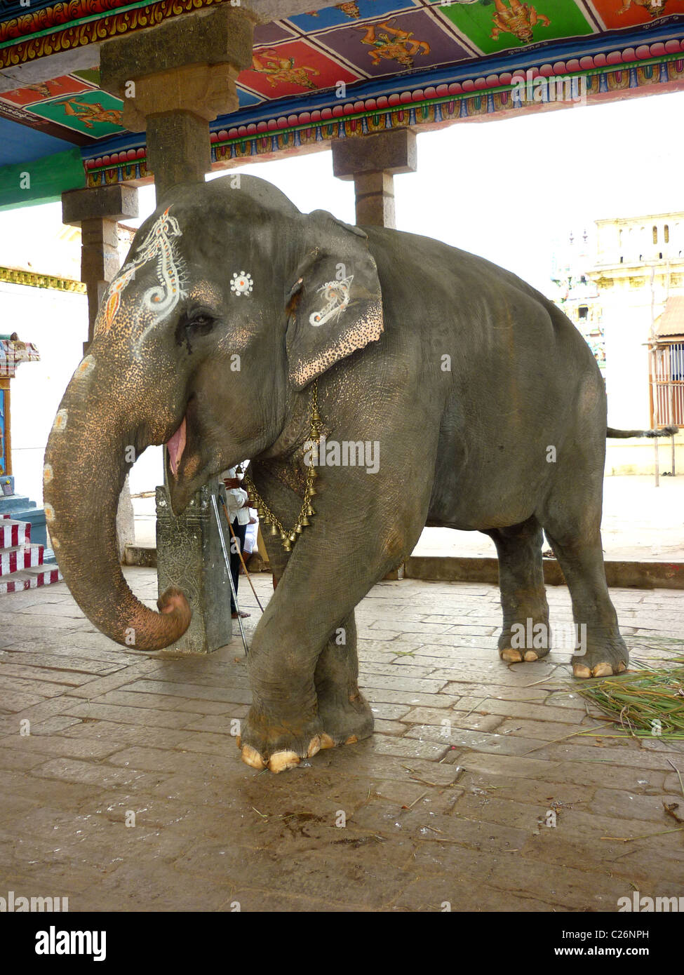 Temple elephant in Tamil Nadu India Stock Photo - Alamy