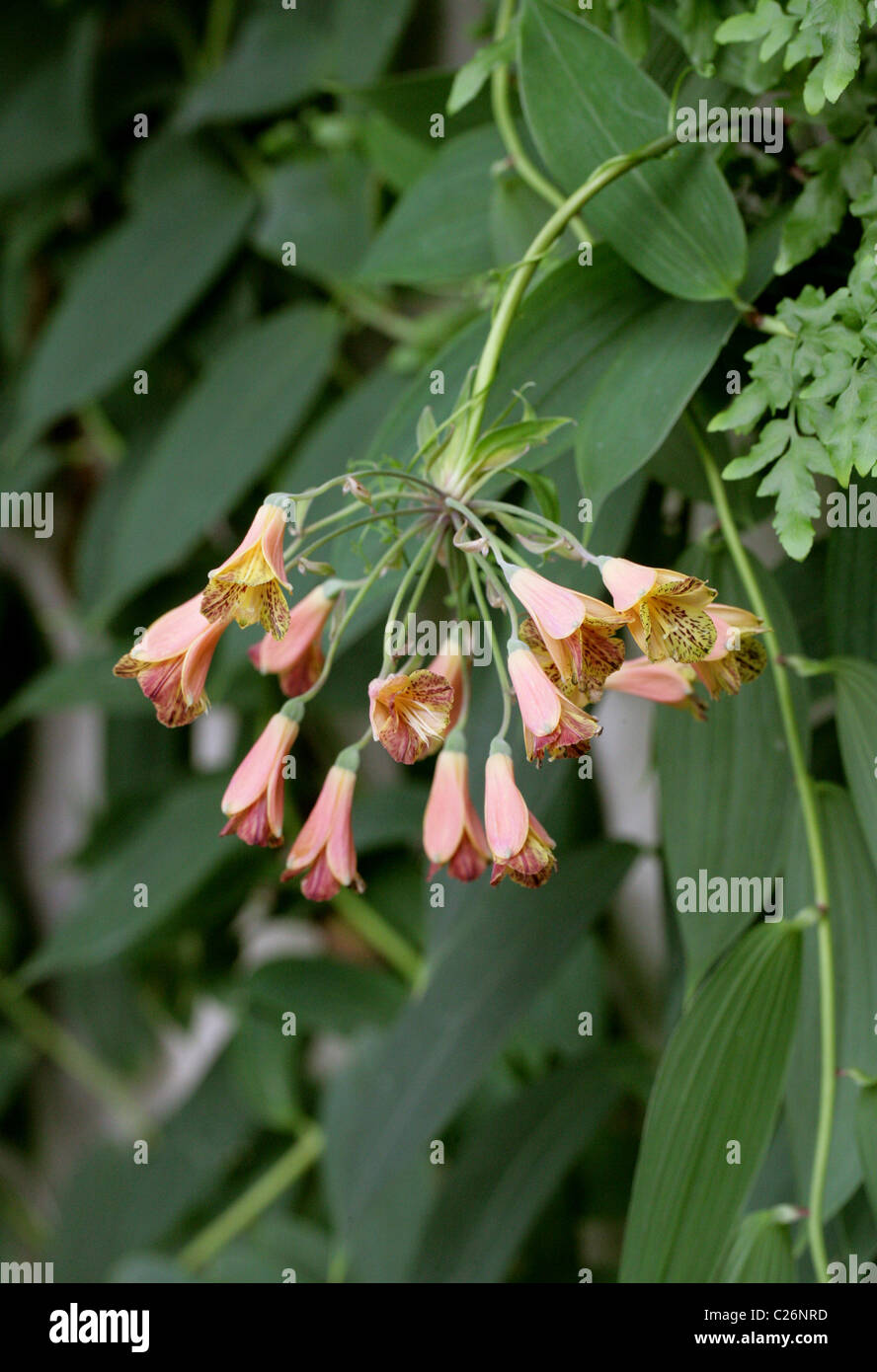 Bomarea carderi, Alstroemeriaceae, Columbia, South America. Stock Photo