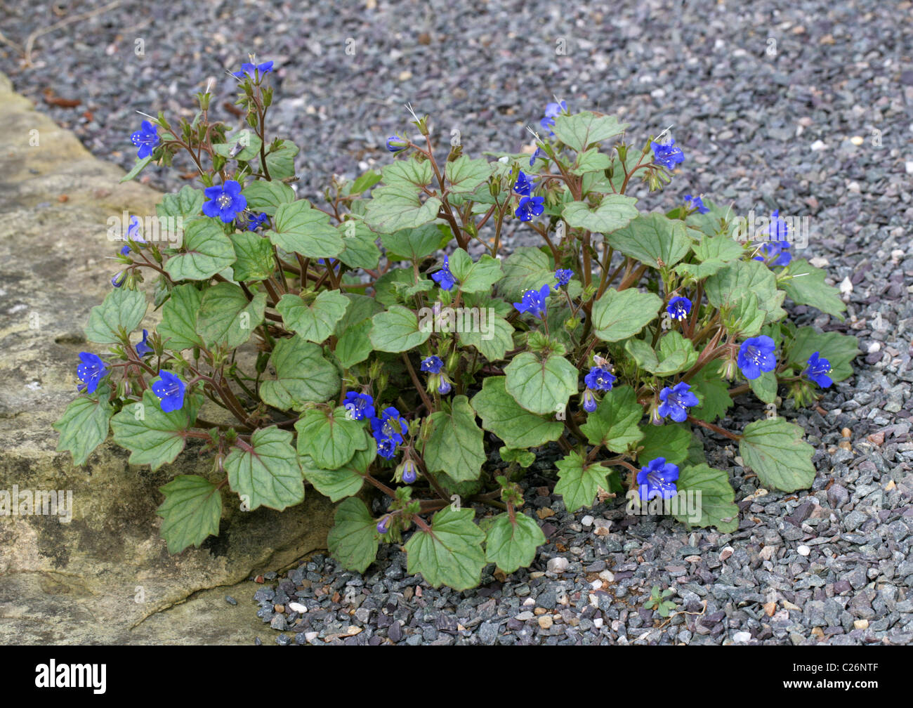 California Bluebell, Desert Blue Bells, Desert Bluebells, Desertbells, Phacelia campanularia subsp. campanularia, Boraginaceae Stock Photo