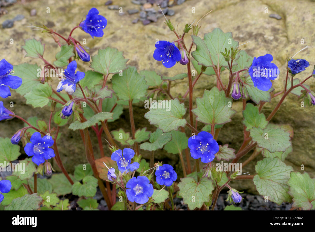 California Bluebell, Desert Blue Bells, Desert Bluebells, Desertbells, Phacelia campanularia subsp. campanularia, Boraginaceae Stock Photo