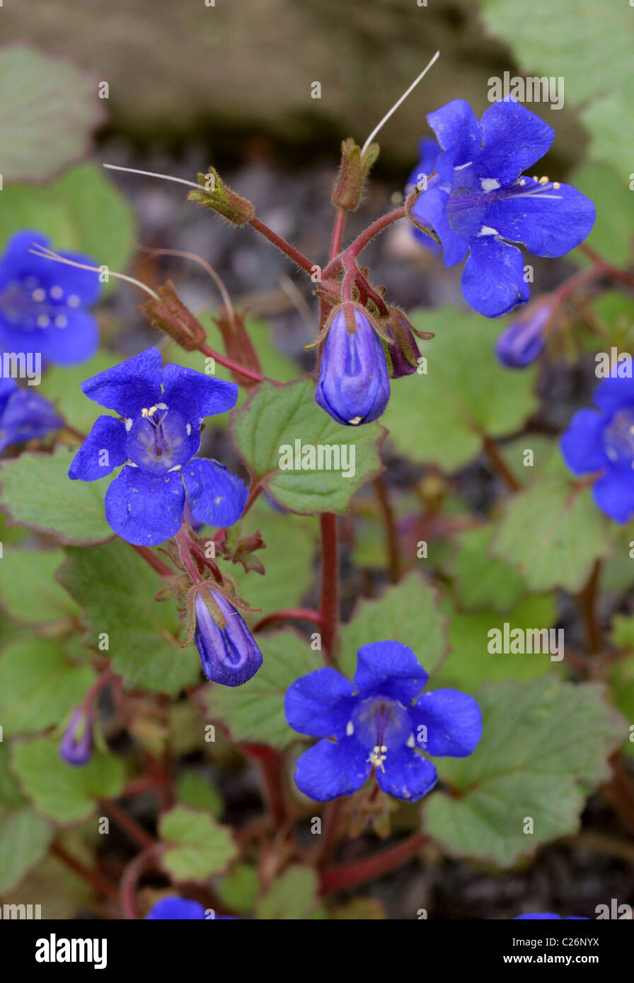 California Bluebell, Desert Blue Bells, Desert Bluebells, Desertbells, Phacelia campanularia subsp. campanularia, Boraginaceae Stock Photo