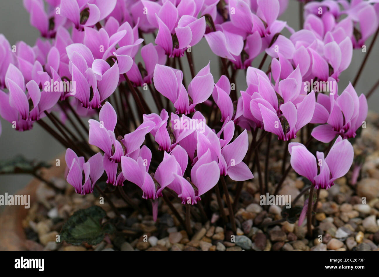 Cyclamen, Cyclamen graceum, Myrsinaceae (Primulaceae), Mediterranean. Stock Photo