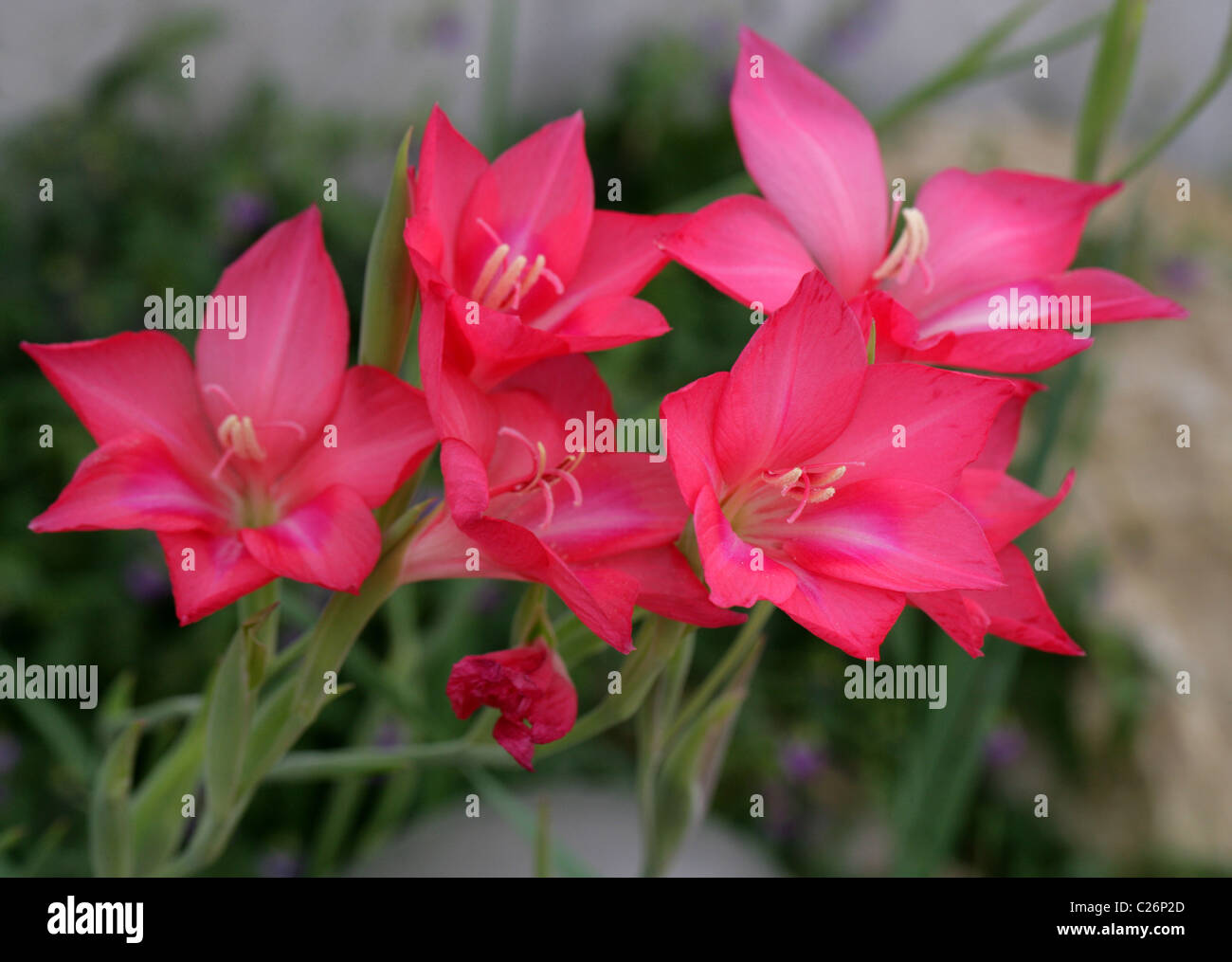 Cliff Lily, Gladiolus carmineus, Iridaceae, South Africa Stock Photo