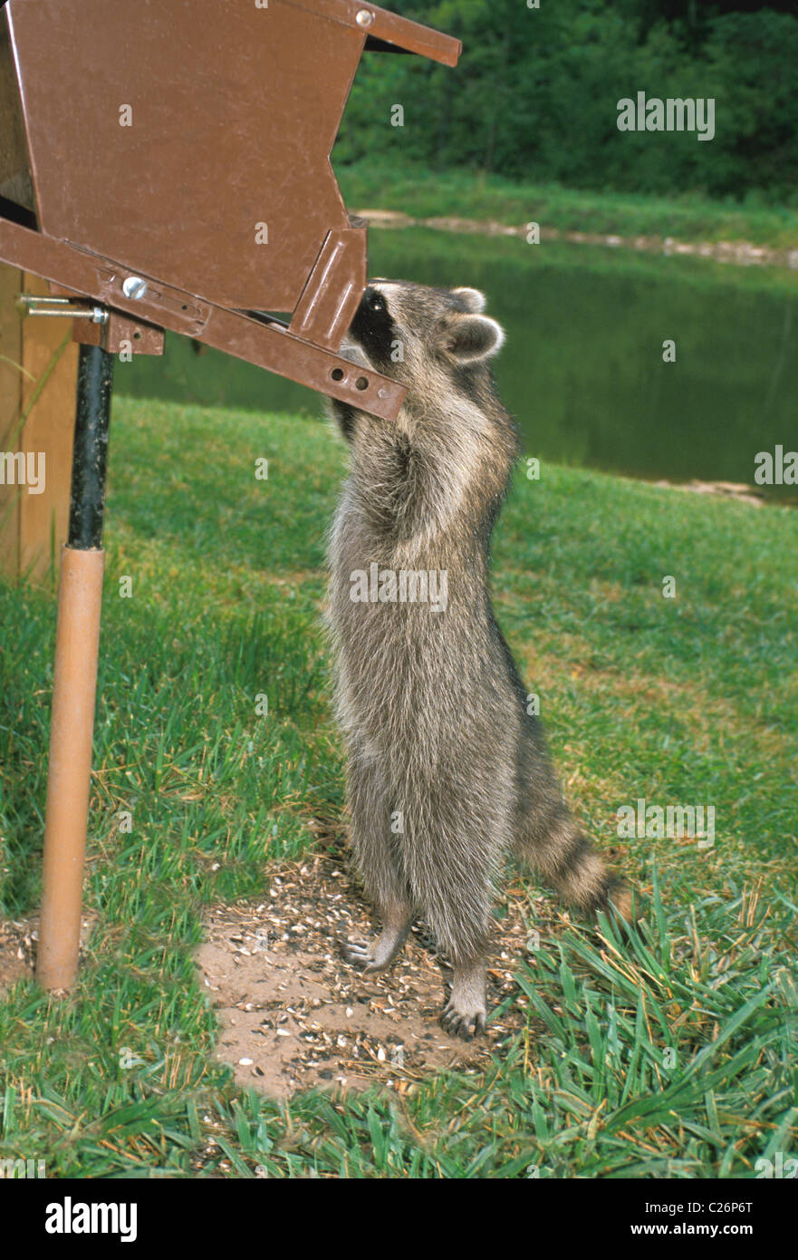 Raccoon Procyon Lotor Adroitly Handles Squirrel Proof Bird