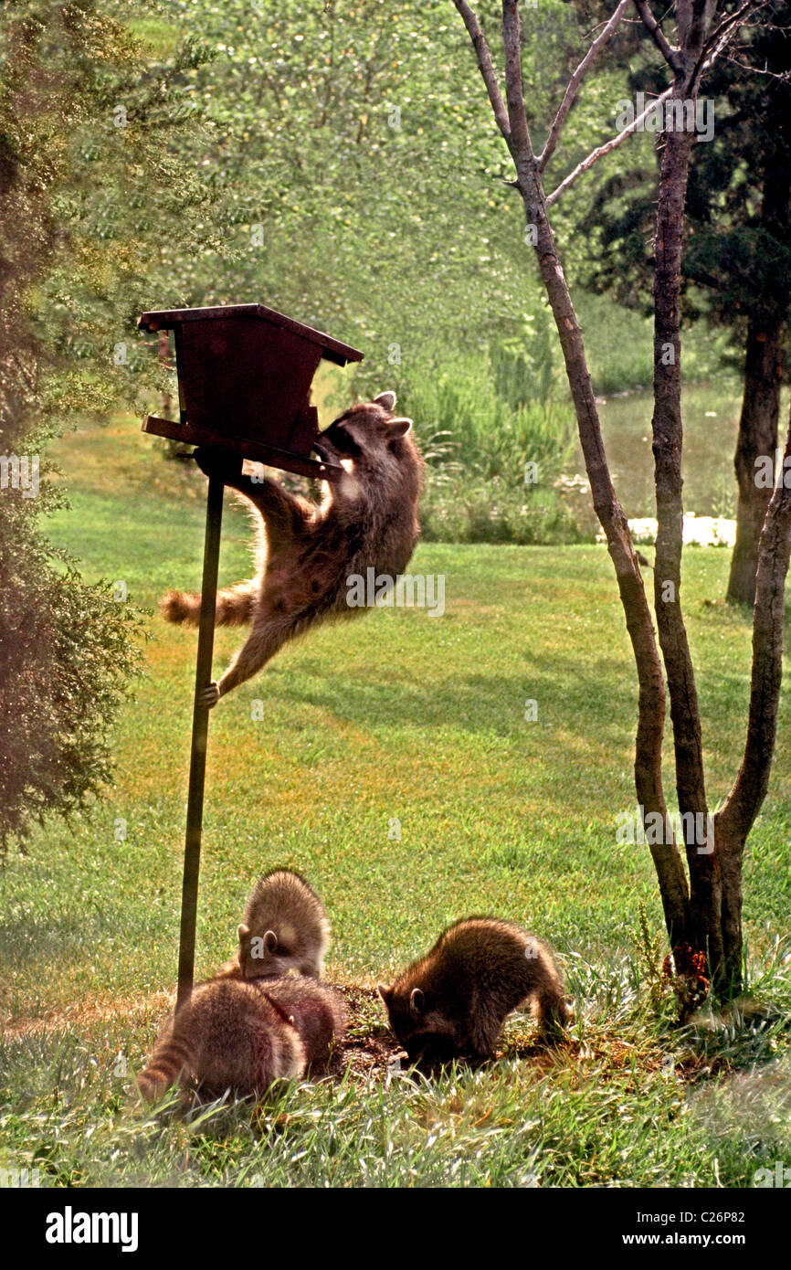 Raccoon Raiding Bird Feeder Stock Photos Raccoon Raiding Bird