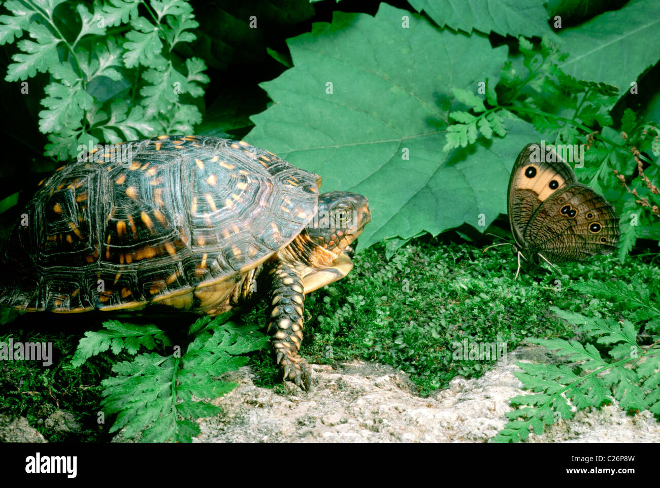 Female Ornate Box Turtle comes face to face with a beautiful Common Wood Nymph (Cercyonis pegala) Stock Photo