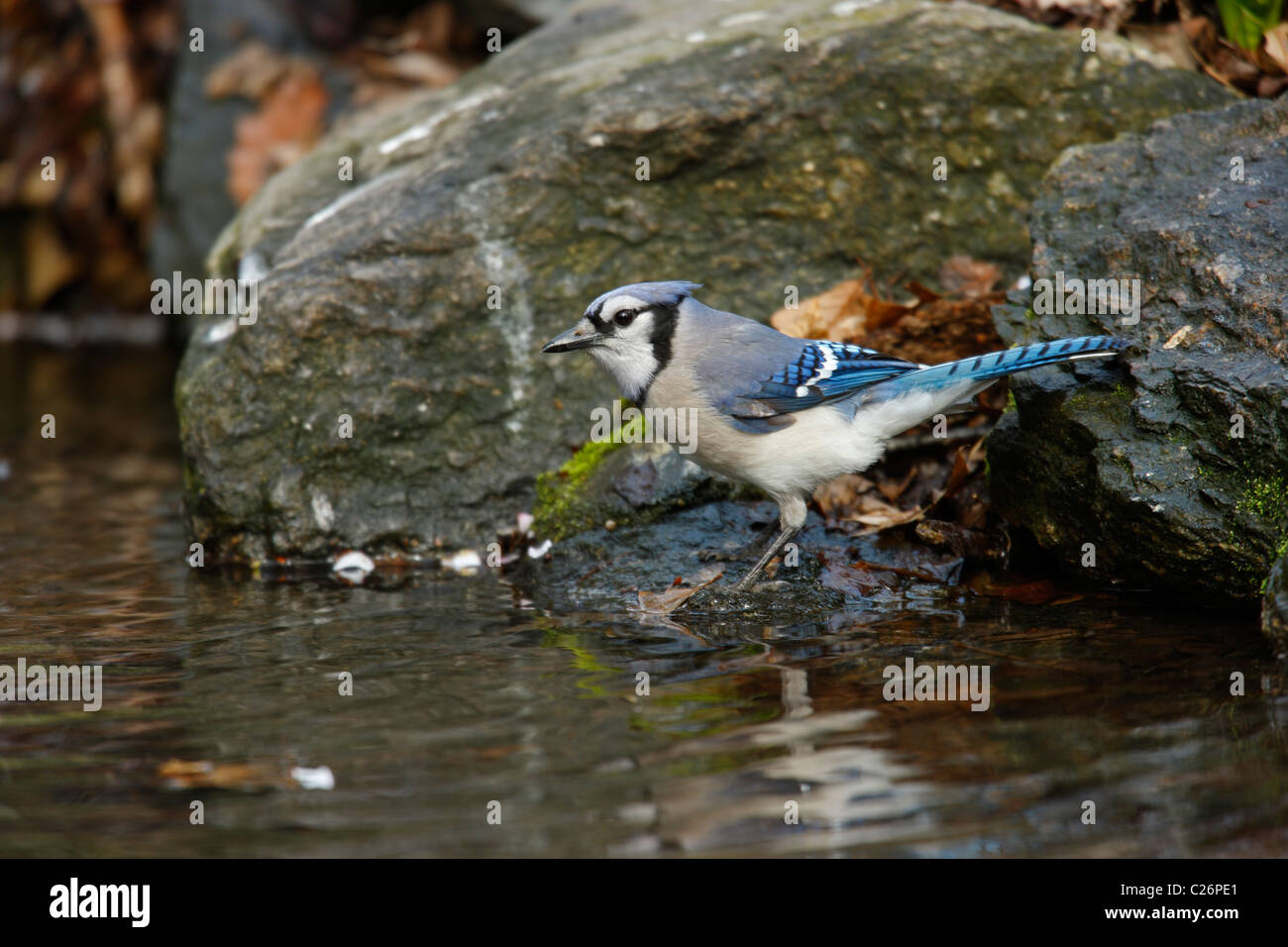 Blue Jay (Cyanocitta cristata bromia), about to bath in the Gill within the Ramble in New York's Central Park. Stock Photo