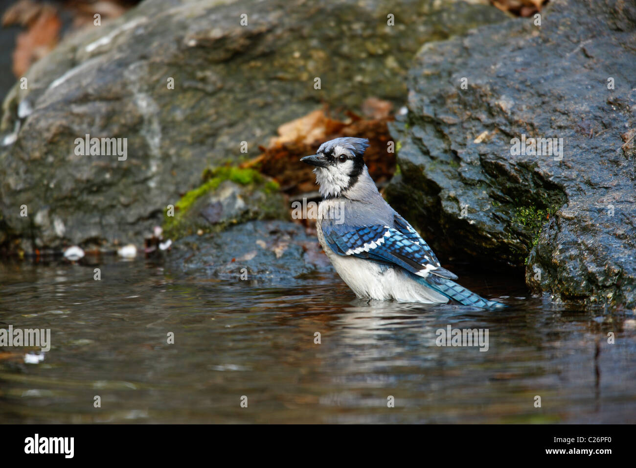 Blue Jay (Cyanocitta cristata bromia), bathing in the Gill within the Ramble in New York's Central Park. Stock Photo