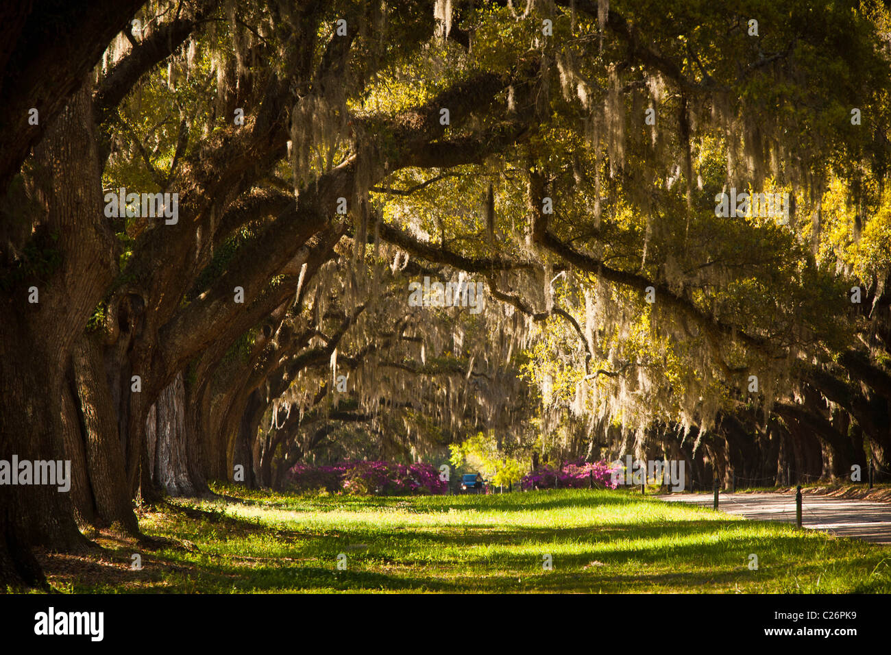 Avenue of the Oaks at Boone Hall Plantation in Charleston, SC Stock