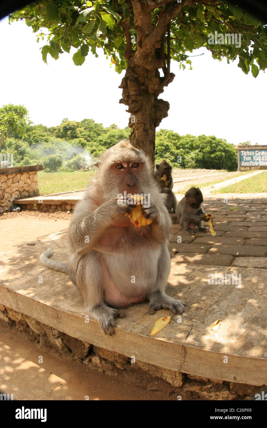 Fat macaque monkey eating a banana. Stock Photo